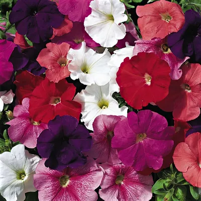 Natural Petunia Mix Flower Seeds, Packaging Type: Poly Pack, Packaging  Size: 25 Bag at best price in Bengaluru