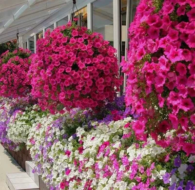 Посадите эти петунии!!! Топ 7 лучших ампельный, кустовых многоцветковых и  крупноцветковых петуний - YouTube