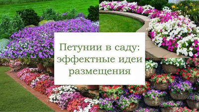 Семена Цветы, Петуния, Симона гибридная, низкорослая, многоцветковая,  розовая, цветная упаковка, Седек в Москве: цены, фото, отзывы - купить в  интернет-магазине Порядок.ру