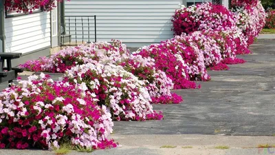 Petunias - #ленинаван #петуниявкашпо #петуния #петунии #petunia  #ростовнадону #сад #клумба #клумбовыецветы #триколор #флагроссии🇷🇺  #карантин #карантиннадаче #сажатьцветы #красота #природа #чалтырь  #мясниковскийрайон #паркленинаван #паркгалицкого ...