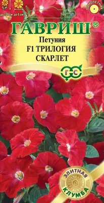 Петуния — царица клумбы | Purple petunias, Beautiful flowers, Wave petunias