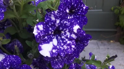 Галактика в цветах « FotoRelax | Night sky petunia, Galaxy flowers, Petunias