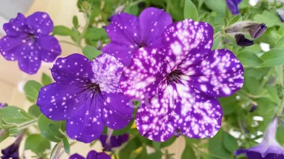 Spectacular “Galaxy” Flowers Look Like They Hold the Universe in Their  Petals | Night sky petunia, Petunias, Purple flowers garden