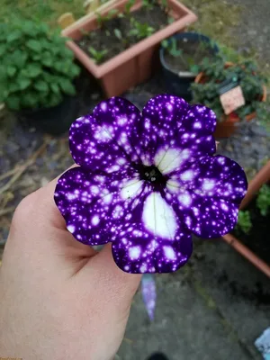 Галактика в цветах « FotoRelax | Night sky petunia, Galaxy flowers, Petunias