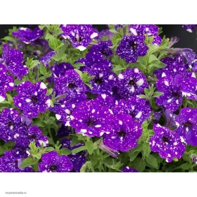 Галактика в цветах « FotoRelax | Night sky petunia, Petunias, Galaxy flowers