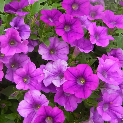 Surfinia® Deep Purple Baby Petunia Plants for Sale