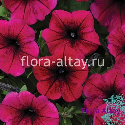 Петуния Shock Wave Deep Purple | Flora Altay