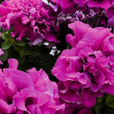 Петуния «Пируэт Пурпур F1» – крупноцветковая махровая Купить элитные семена  онлайн доставка по РФ | Гавриш шоп