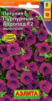 королевская пурпурная петуния с белым краем Стоковое Фото - изображение  насчитывающей цветок, петунья: 219883910