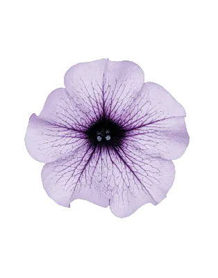 SURFINIA® Purple Vein | The No.1 Petunia brand, colors your city