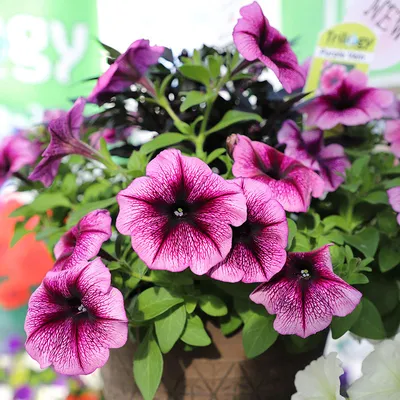 Petunia Opera Supreme Purple Vein F1 Seed – Harris Seeds