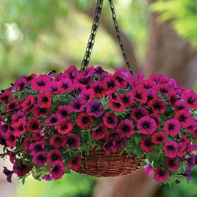 Shock Wave® Deep Purple Petunia Seeds | Park Seed