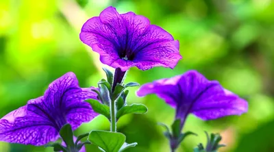 17 Purple Petunia Varieties For Your Flowerbeds