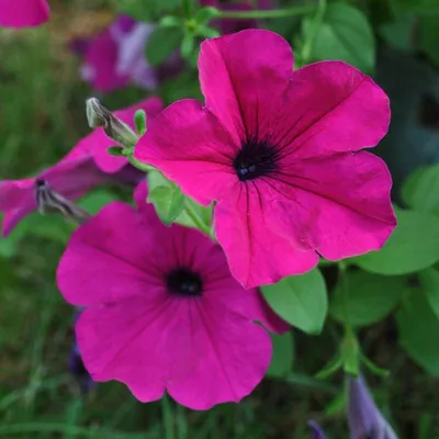 Purple Wave Petunia – Pinetree Garden Seeds