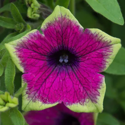 Petunia Designer Buzz Purple | 5 Large Plug Plants