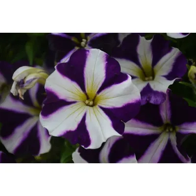 Petunia Amore Purple