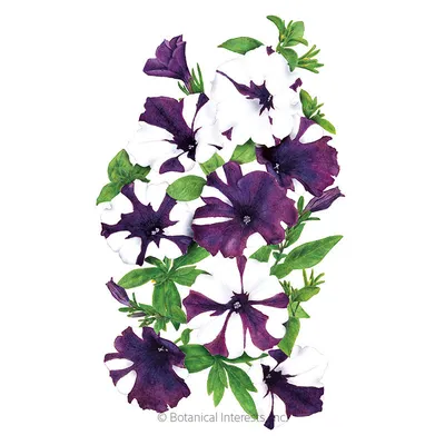 Royal Velvet Petunia Is the Amped Up Supertunia Your Garden Needs