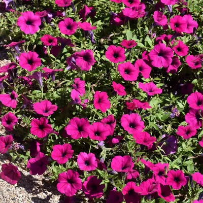 19 of the Best Purple Petunia Varieties | Gardener's Path