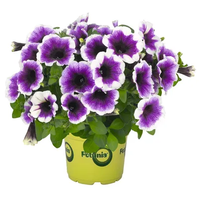 Wave Purple Classic Petunia - Platt Hill Nursery