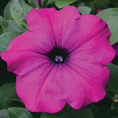 Петуния ампельная крупноцветковая Лавина F1 Пурпурная Petunia pendula  grandiflora Lavina F1 Purple - купить семена цветов с доставкой по Украине  в магазине Добродар