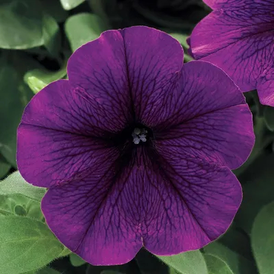 Potunia®+ Purple Halo - Products - Dümmen Orange