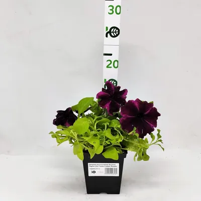 Trilogy Deep Purple Petunia Seeds [WS-22340] - $3.00 : Weseeds.com