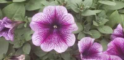 Petunia Purple Pirouette | All-America Selections