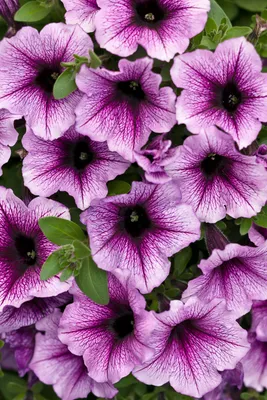 Purple and white star petunias hi-res stock photography and images - Alamy