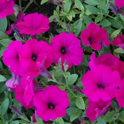 Petunia hybrida Headliner Electric Purple | Lucas Greenhouses