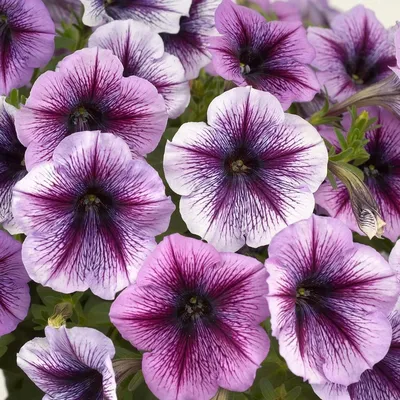 Petunia Ray Purple Vein – Premier Growers, Inc.