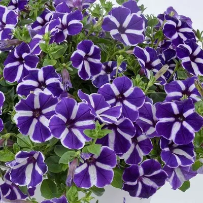 Petunia Purple varrigated - Pahl's Market - Apple Valley, MN