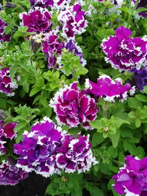 Petunia Purple Pirouette | All-America Selections