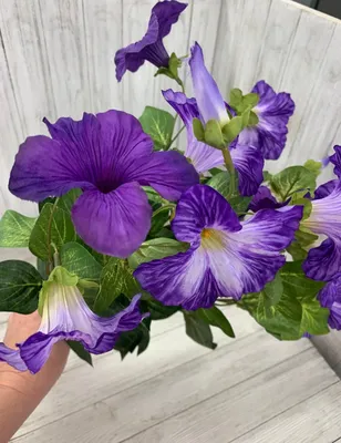 Get Proven Winners Picasso in Purple Supertunia Petunia Hanging Basket in  MI at English Gardens Nurseries | Serving Clinton Township, Dearborn  Heights, Eastpointe, Royal Oak, West Bloomfield, and the Plymouth - Ann