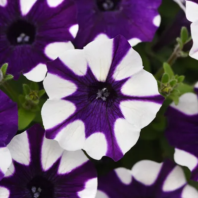 How to Plant and Grow Night Sky Petunia