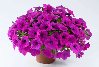 Petunia Seeds, Double Pirouette Purple F1