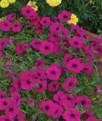 Petunia with dark purple flowers that have a white to pink stripe down the  middle showing off a star pattern. Ideal for Planters, tubs,window boxe et  Stock Photo - Alamy