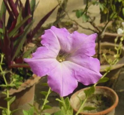 Petunia Surfinia Purple Heart - Sugar Creek Gardens