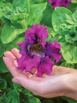 Untitled (Purple Petunia), 1925 by Georgia O'Keeffe - Paper Print - Georgia  O'Keeffe Museum Custom Prints - Custom Prints and Framing From the Georgia  O'Keeffe Museum