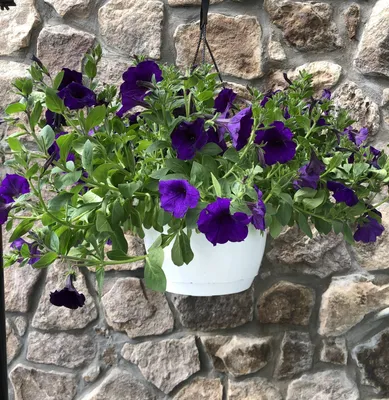 Petunia flowers, morning glory, petunias, purple - Greenery Market