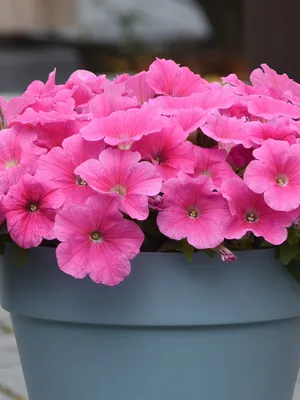 Oderings Garden Centre | Primaflora - Petunia Ramblin Pink Cosmo
