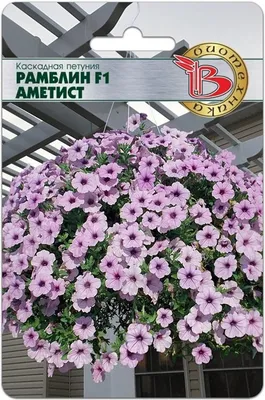 Oderings Garden Centre | Primaflora - Petunia Ramblin Starry Night