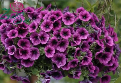 PETUNIA RAMBLIN' PEACH GLOW, Stock Photo, Picture And Rights Managed Image.  Pic. GWG-BEP10131 | agefotostock