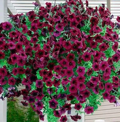 Петуния Рамблин – купить цветы и растения на OZON по выгодным ценам