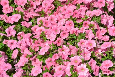 Petunia Ramblin Peach Glo - Green Thumb Advice