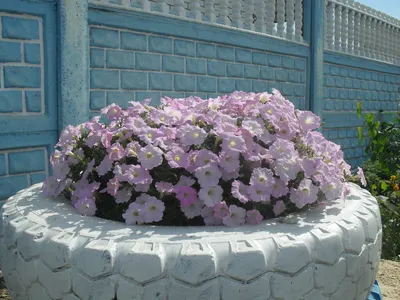 Petunia multiflora Ramblin'™ 'Razzleberry Mix' Petunia | Garden Center  Marketing