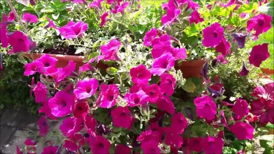 Biotechnics / Seeds Petunia cascade Ramblin F1 Amethyst, 5pcs – SeedRu.com  farming seeds and more