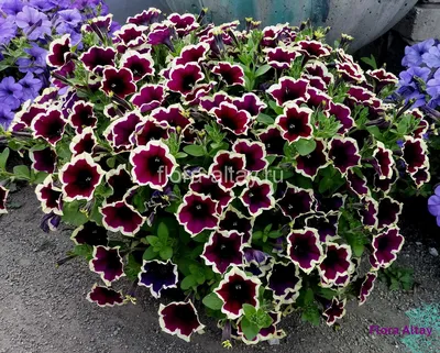 Петуния Cascadias Rim Magenta | Flora Altay