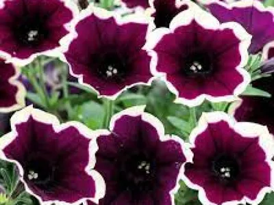 Petunia Cascadia Rim Magenta Stock Photo - Alamy