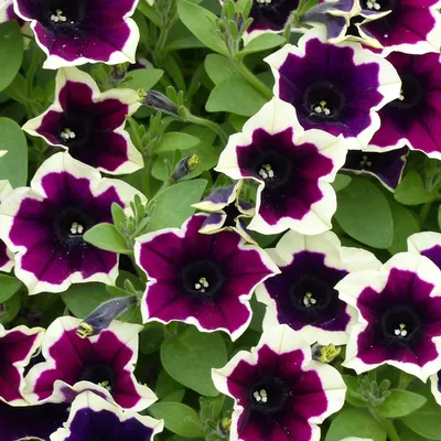 Cascadias™ Rim Magenta Petunia Plants for Sale