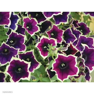 Cascadias™ Rim Magenta - Danziger